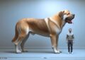 Wie groß kann der weltweit größte Hund werden?