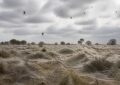 Das faszinierende Phänomen des Spinnenregens in Australien