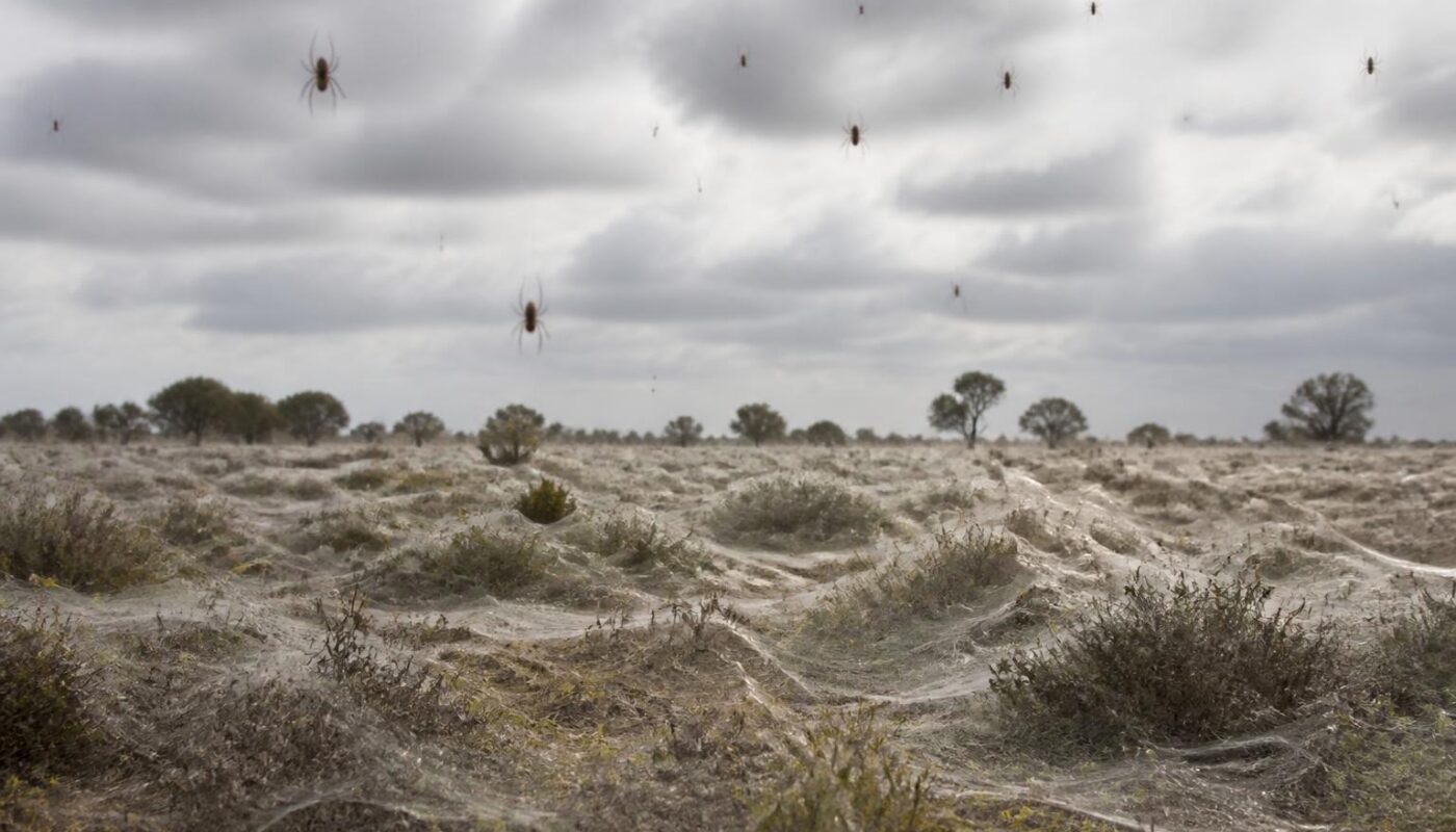 Das faszinierende Phänomen des Spinnenregens in Australien