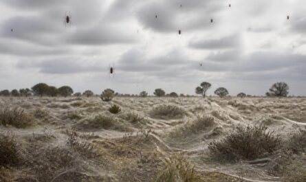 Das faszinierende Phänomen des Spinnenregens in Australien