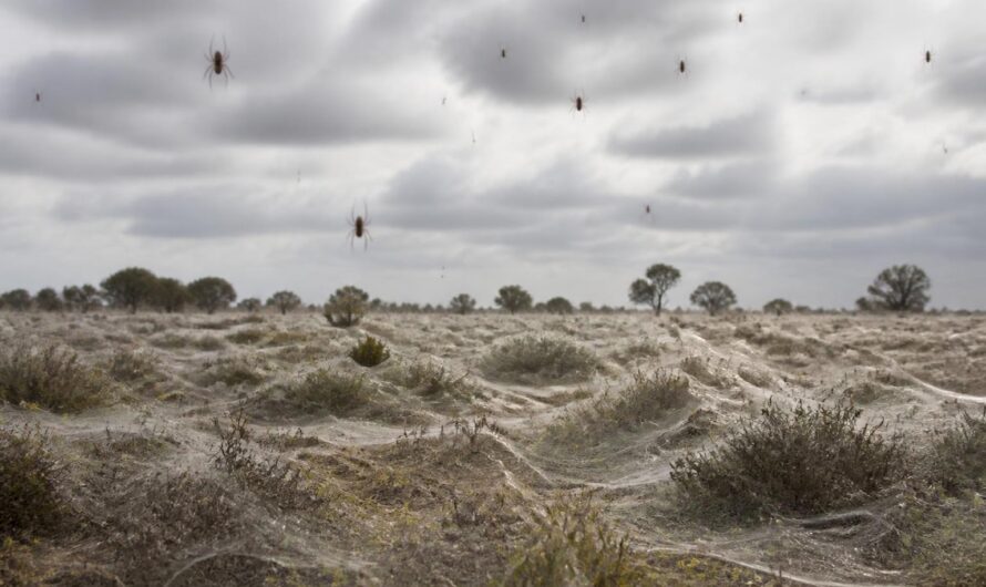 Das faszinierende Phänomen des Spinnenregens in Australien